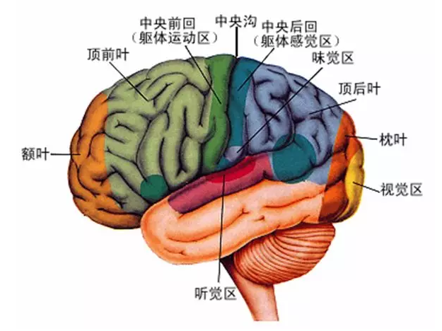 經(jīng)顱磁刺激治療你知道多少？